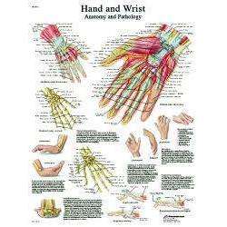 Anatomical Hand & Wrist Chart