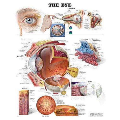 Anatomical Eye Chart