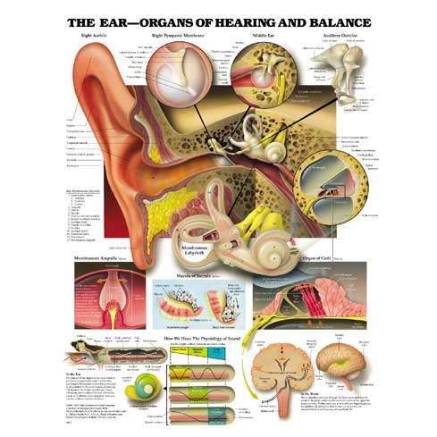 Anatomical Ear-Organs of Hearing and Balance Chart